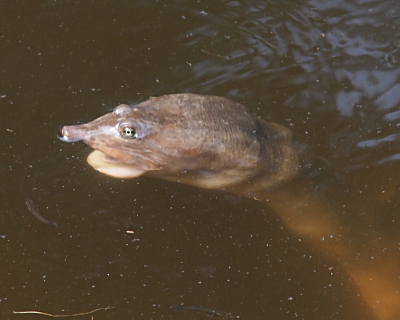 [A side view of a head of a turtle with its mouth open. Only a small part of the head and neck are above the water, but more of the neck is visible below the water's surface. The mouth is open showing might lighter color and there appears to be a light-colored tongue in the mouth.]